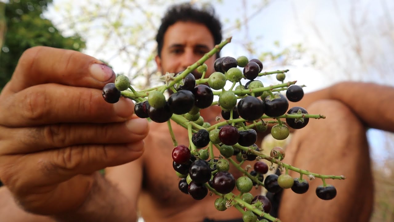 EP57. El GUASTOMATE o TUCUICO -- Un fruto silvestre pero sabroso de Centroamérica.