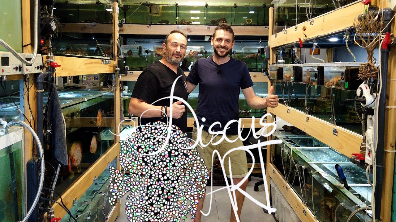 TIENDA DISCUS Y LORICARIDOS WILD | Discus Art