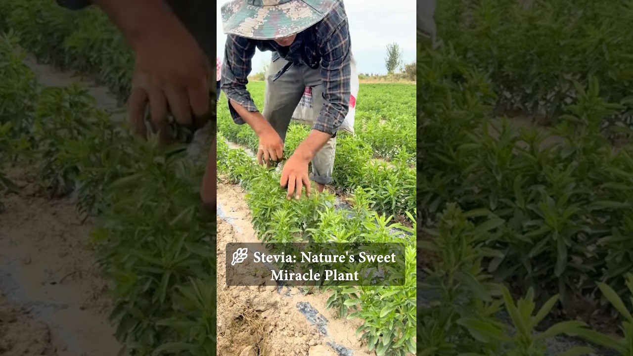 Super Stevia Harvesting Technique #farmingtech @RomFarm