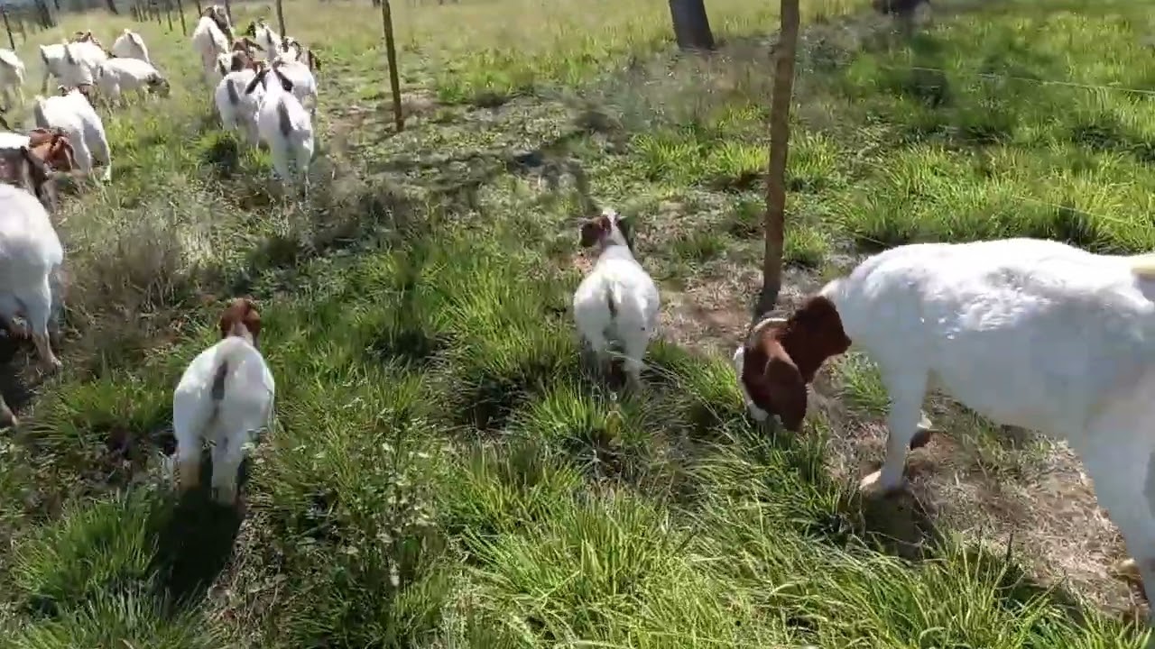 cerca elétrica para cabra da raça Boer