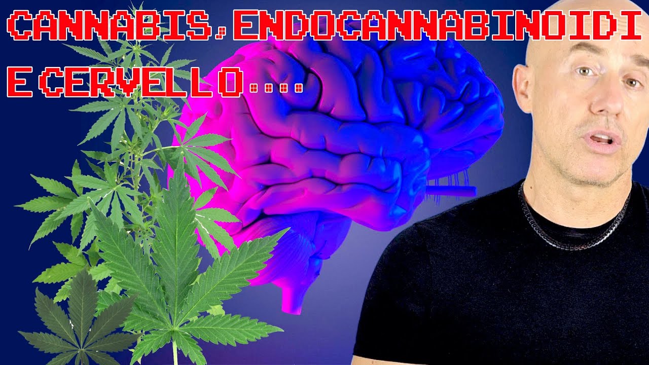 Cannabinoidi, Endocannabinoidi e Cervello