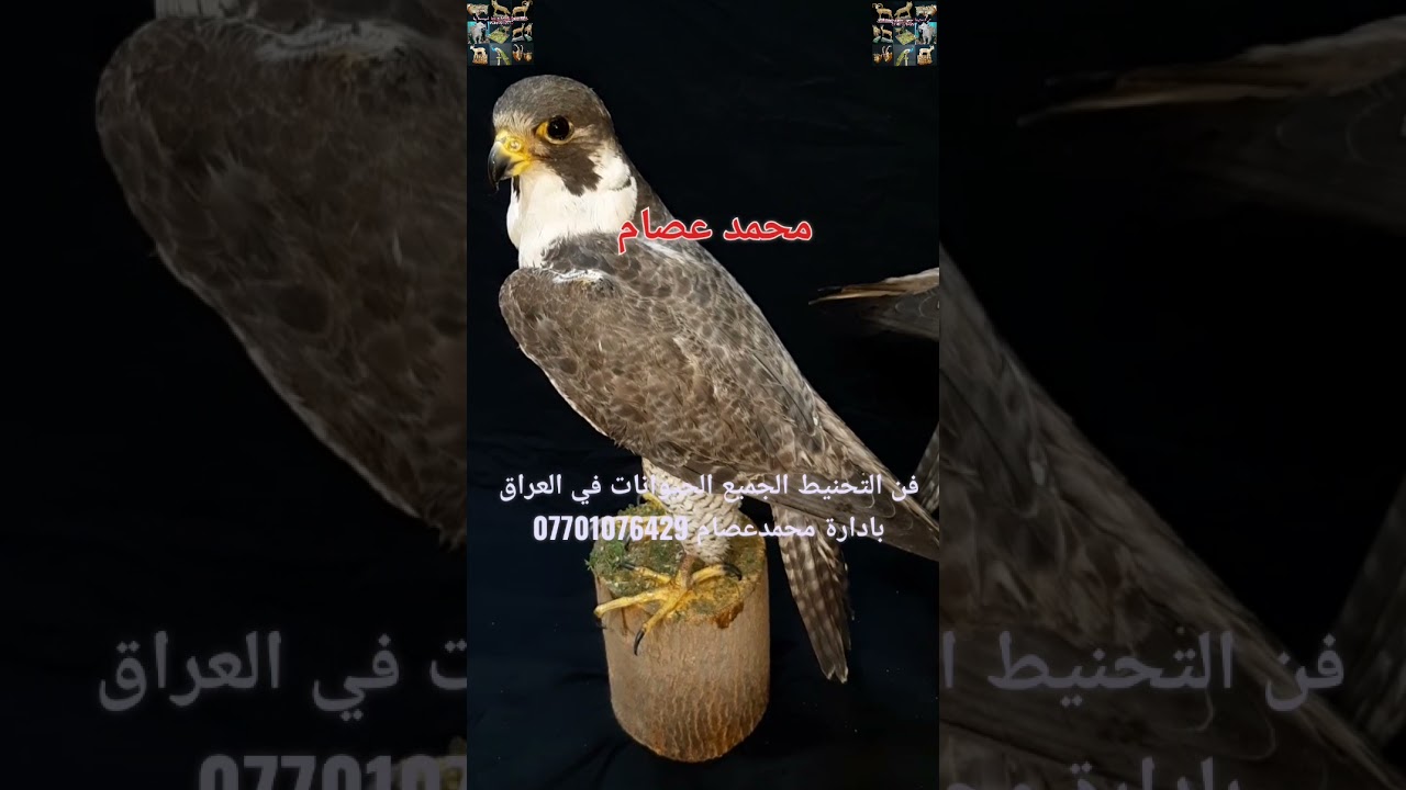 تحنيط الصقور