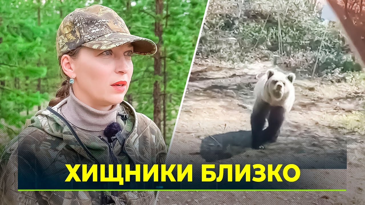 На Ямале медведи стали чаще выходить к людям