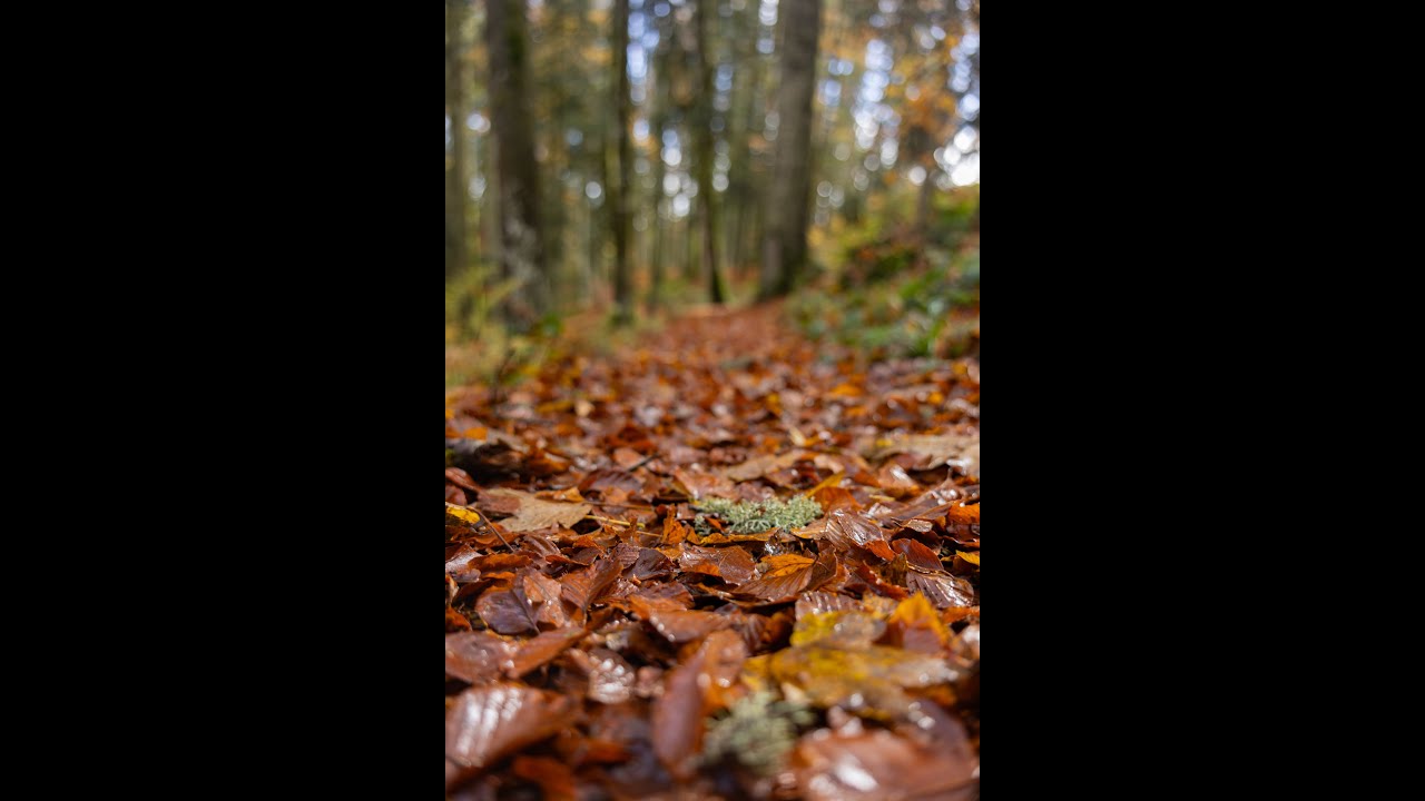 Hochschwarzwald - Hinterzarten - Säbelthomaweg