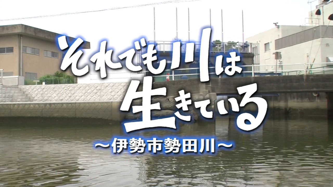皇學館大学 大学生テレビ局 第41回  それでも川は生きている 〜伊勢市勢田川〜