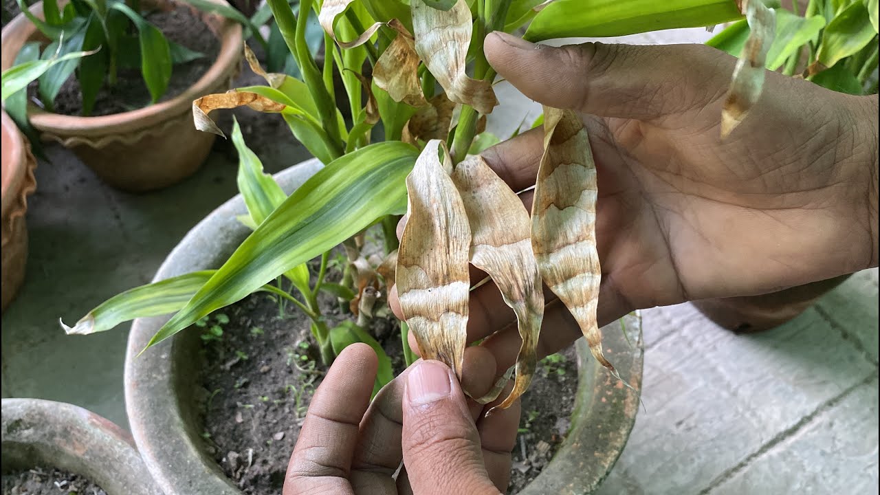 Lucky Bamboo Brown leaf Problem Solved | How to take care of Lucky bamboo in Summer(HIndi)
