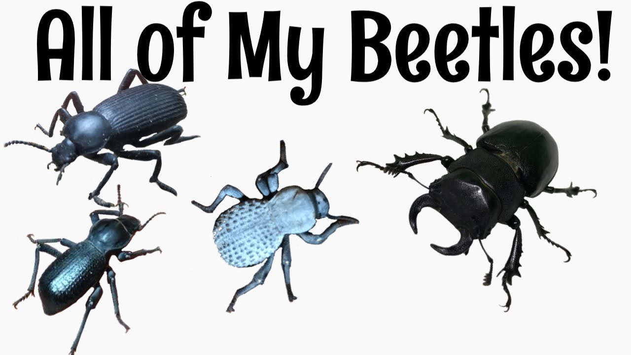 All of my Beetles (Pets and Feeder Species) + Q&A