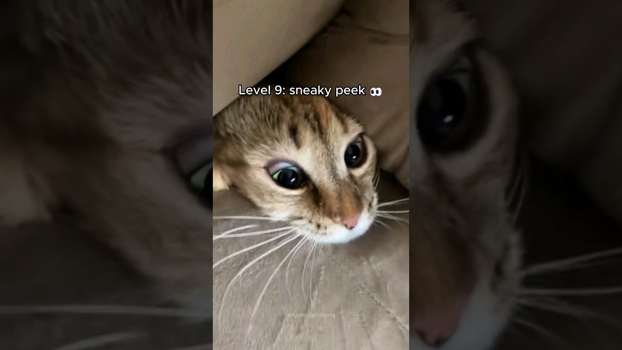 cats getting more curious 🧐