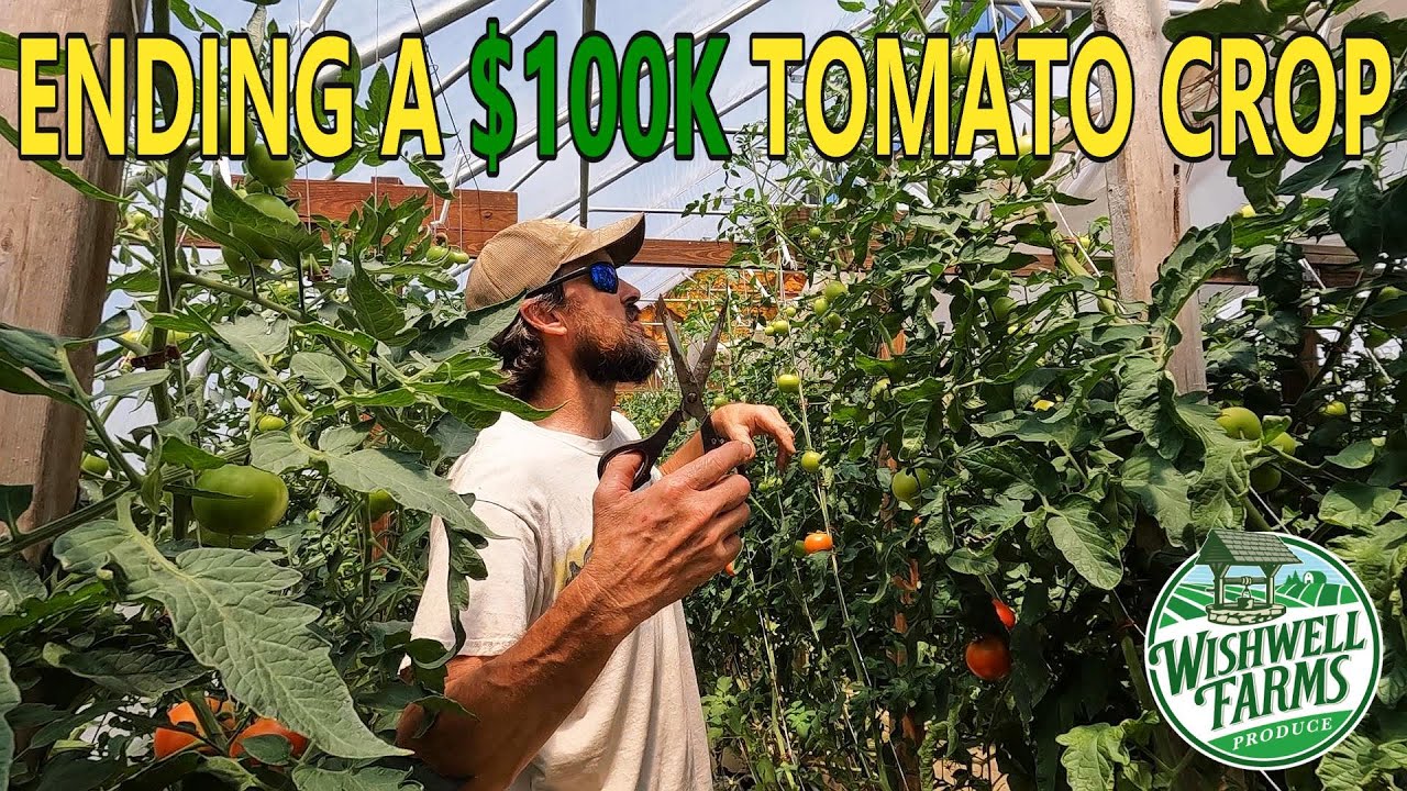 TERMINATING MY $100,000 HYDROPONIC TOMATOES:  A HEARTBREAKING DECISION