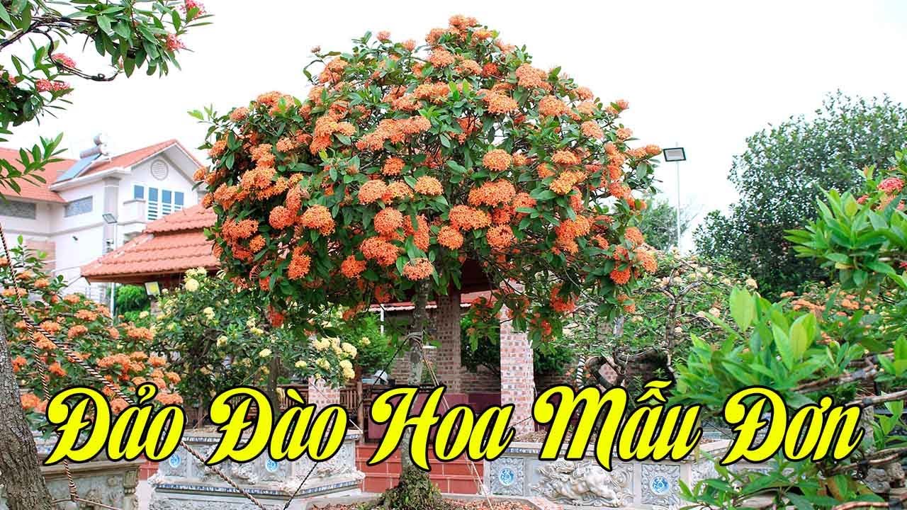 Đảo Đào Hoa Mẫu Đơn Duy Nhất Tại Hà Nội Thu Hút Hàng Ngàn Du Khách Tới Chơi
