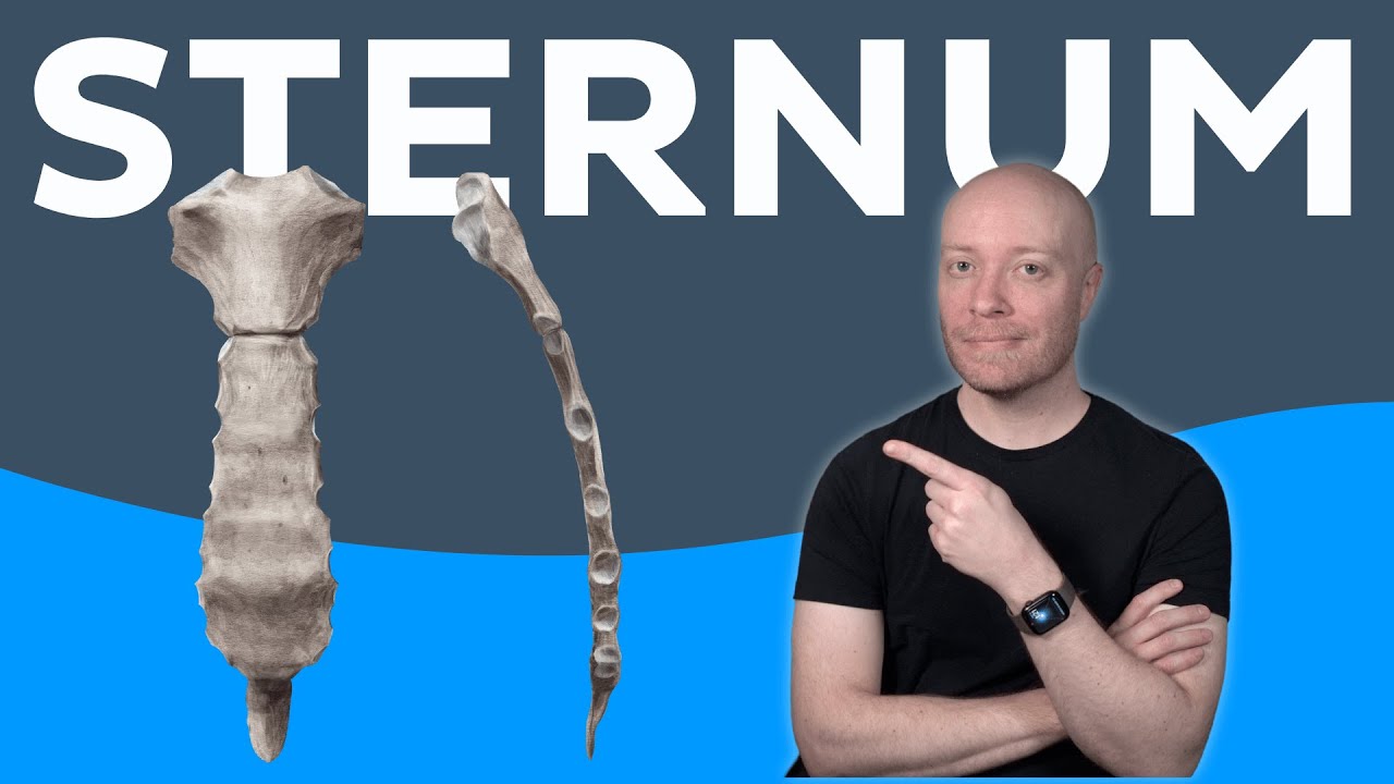Anatomy of the sternum: location, definition, landmarks