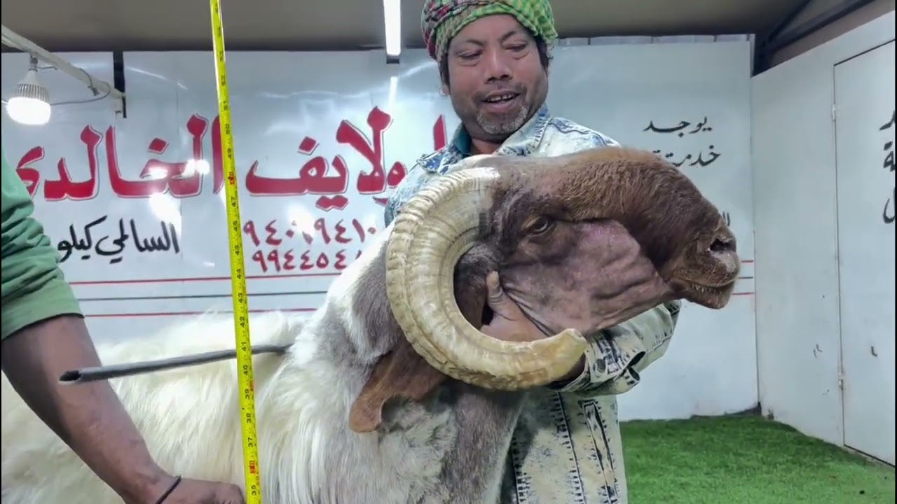 فحل خروف نعيمي فاخررر اللهم بارك صنف أغنام النعيم 