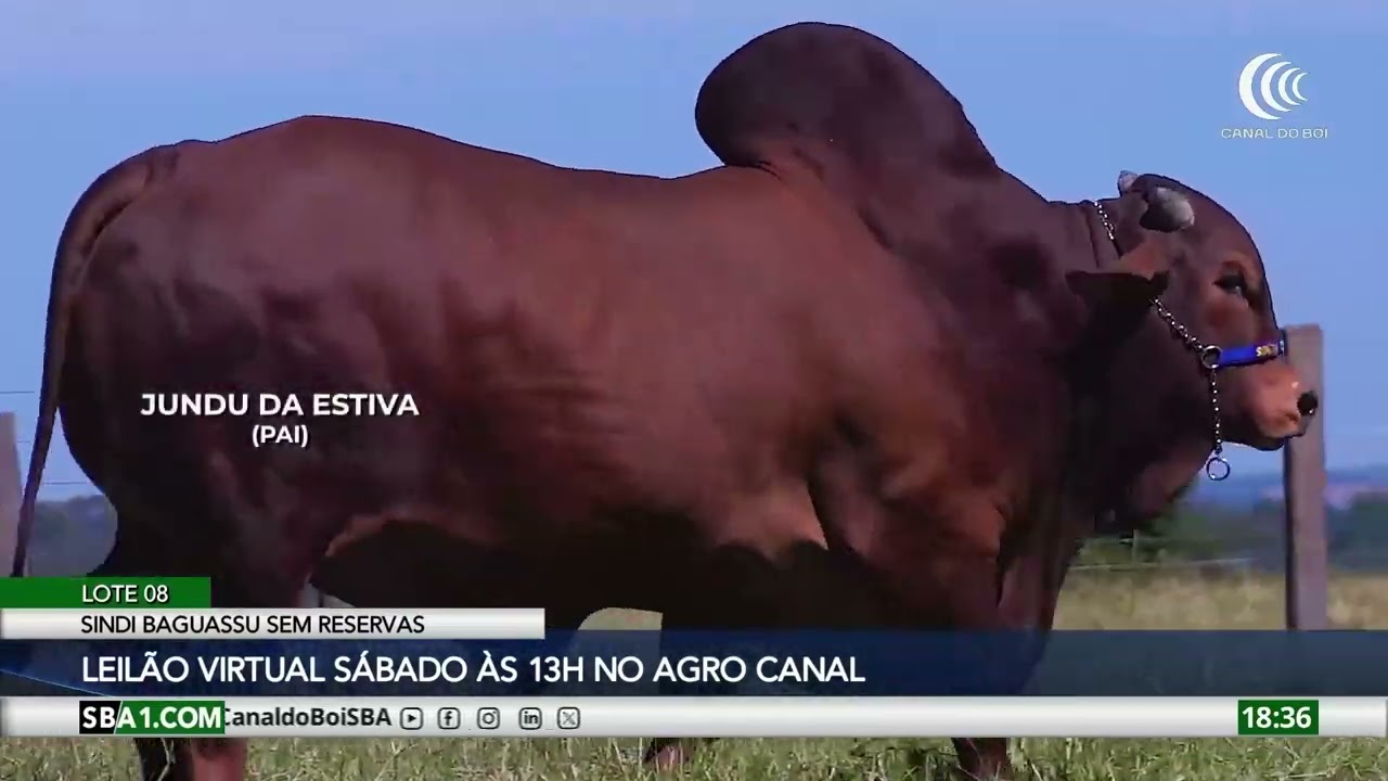 Connect Leilões oferta animais sindi e nelore neste final de semana