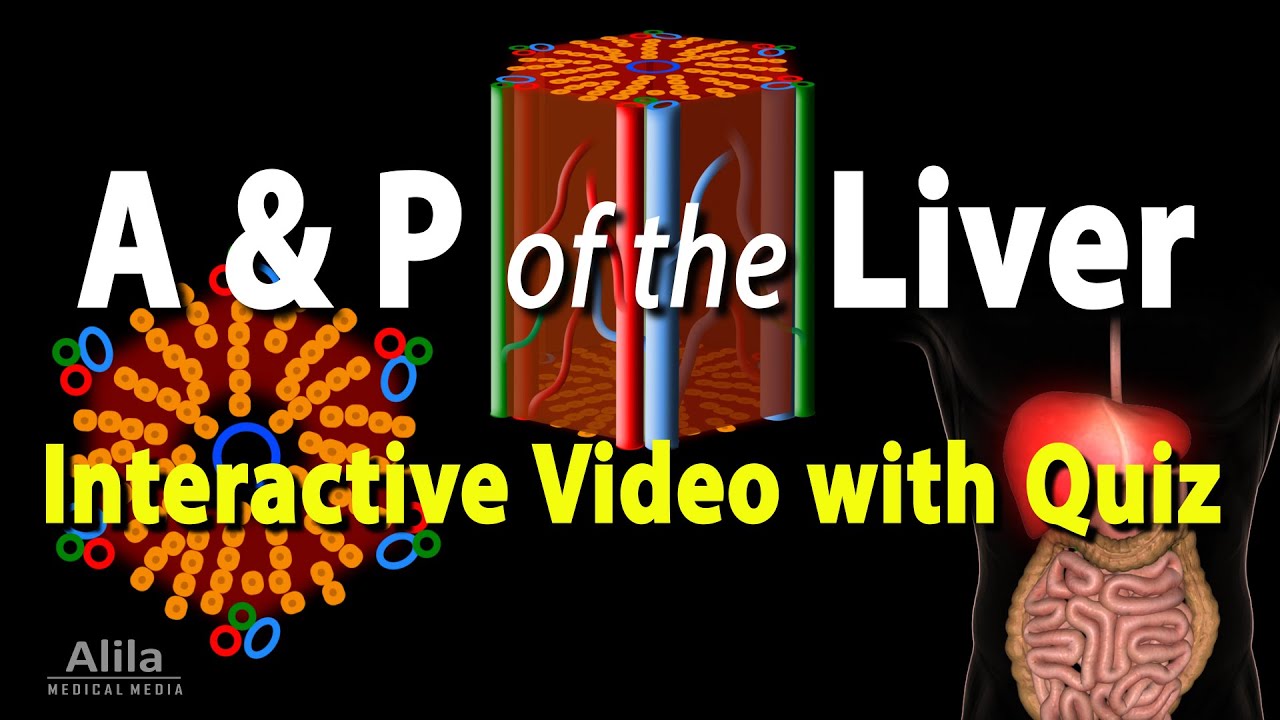 Anatomy & Physiology of the Liver, Interactive Video with Quiz