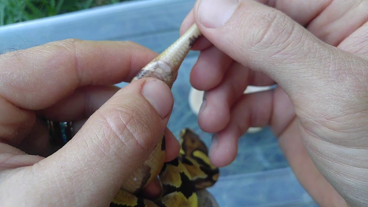 How to sex ball pythons
