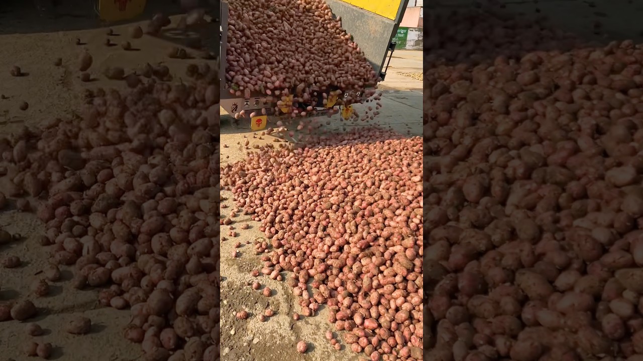 Red Potatoes Mandi in Pipli Kurukshetra #potatomarket #potatoshop #farmpotato