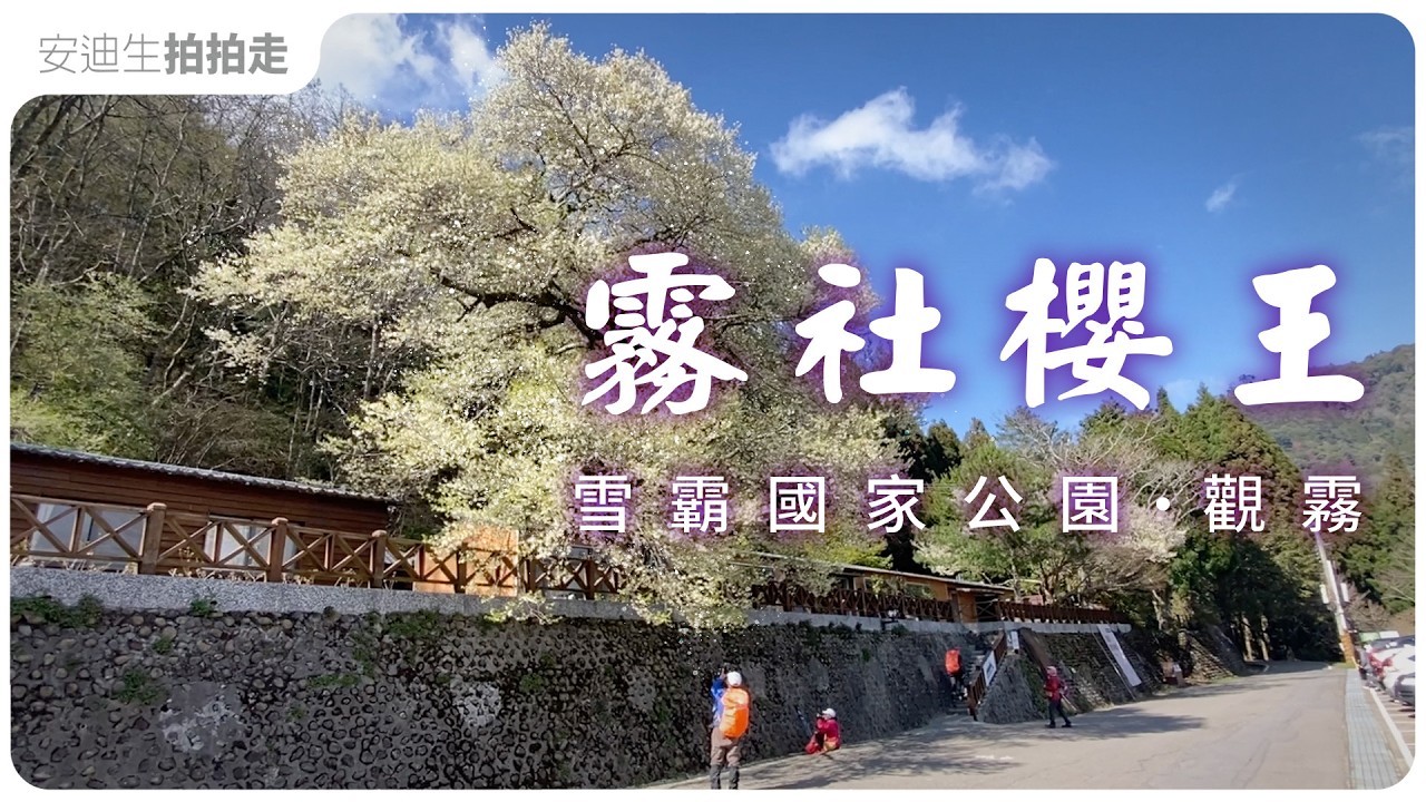 滿開！深山裡的櫻花巨樹【  觀霧山莊 - 霧社櫻王 】騎行上山 全記錄！