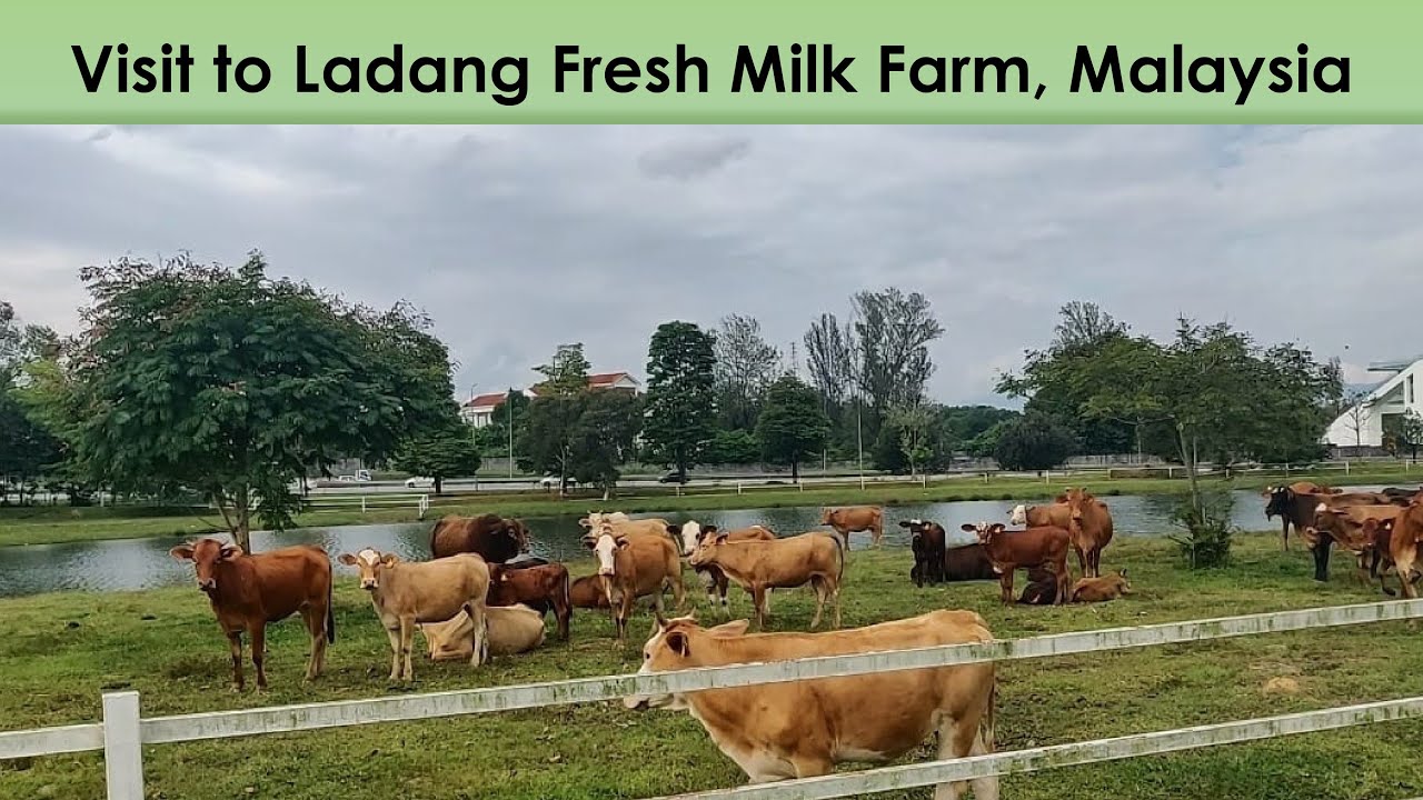 Fresh Milk Farm Ladang, Malaysia | Visit to Cow Farm in Malaysia | Fresh Cow Milk Produce, Eco Farm