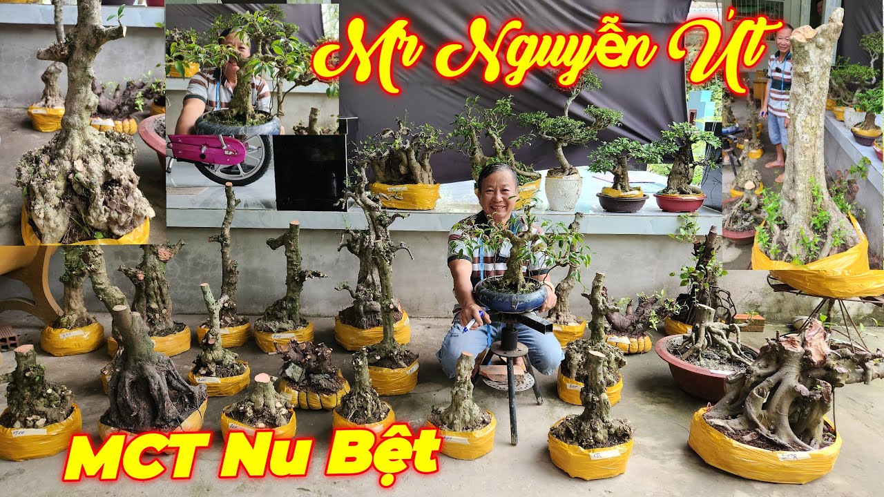 NGUYỄN ÚT | #0385845428 | NHIỀU MAI CHIẾU THỦY GIÀ CỔ NU BỆCH ĐẶC, SI HỒNG DỄ CHƠI, TRUNG NU TP, KHẾ