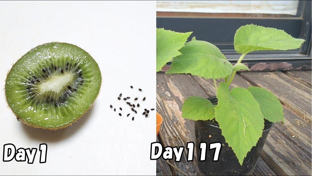 スーパーで買ったキウイの種を取って植えてみると… /  How to grow kiwi from store-bought kiwi