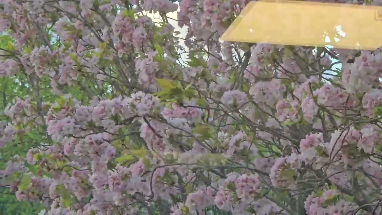 Summer flowers 
