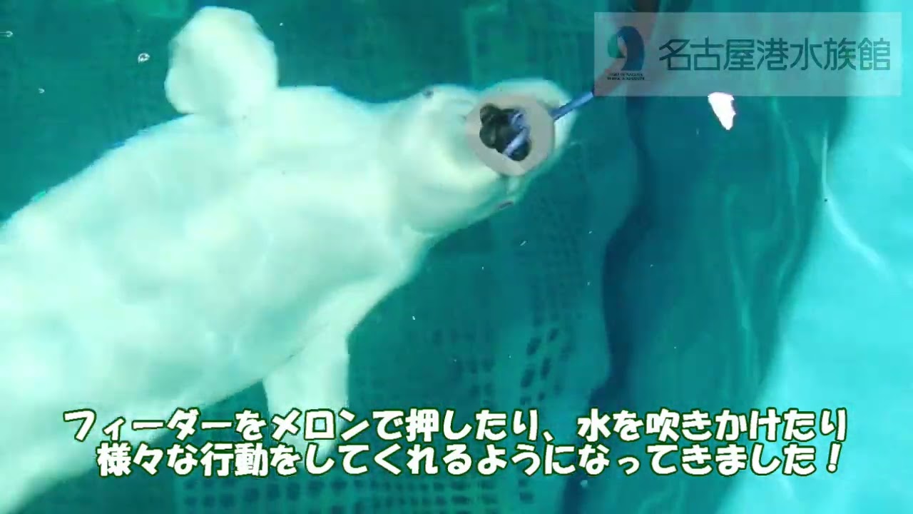 ベルーガ「グレイ」のフィーダー遊び #名古屋港水族館  #shorts