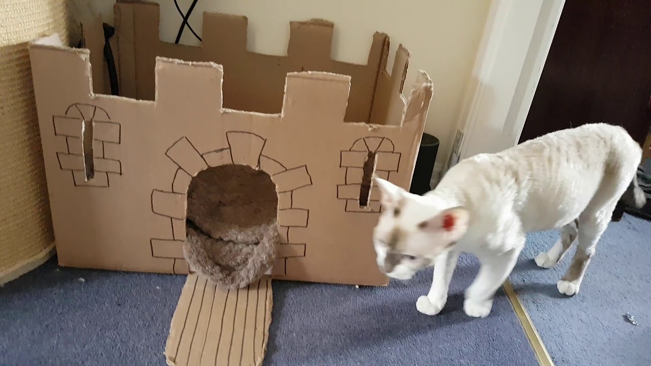 Devon Rex Playing kittens with parents