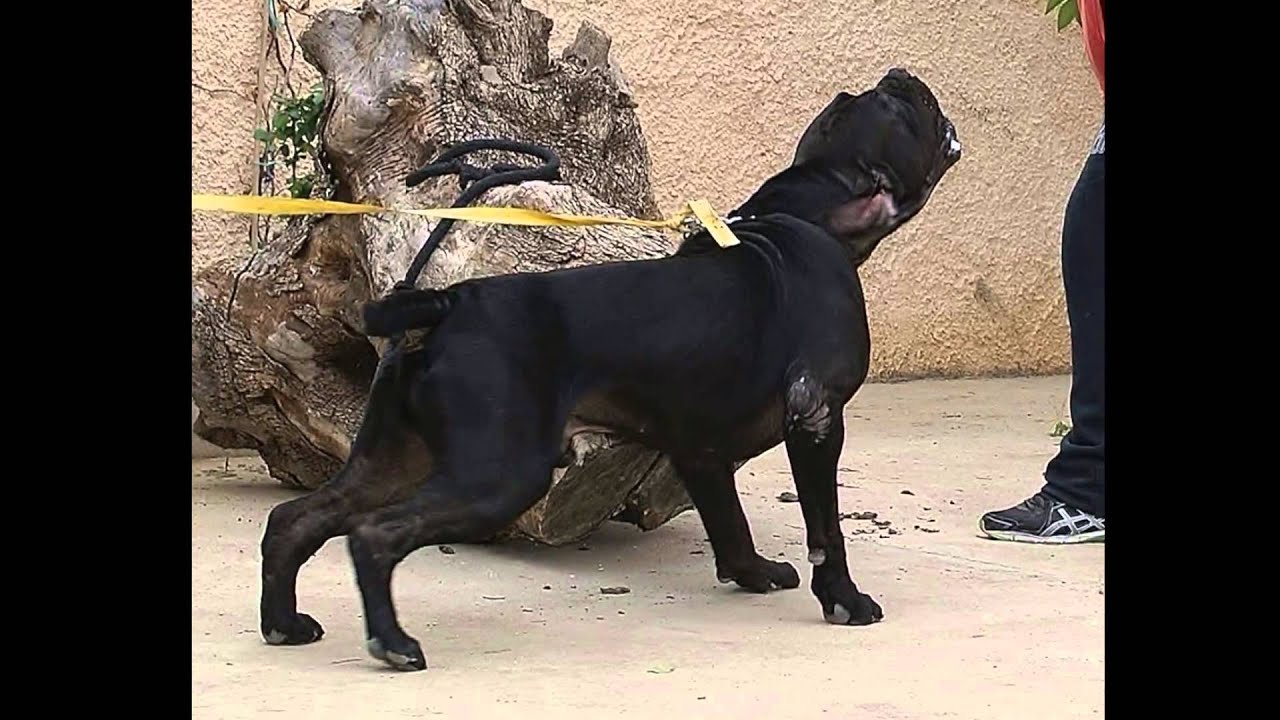 BOERBOEL - NERO