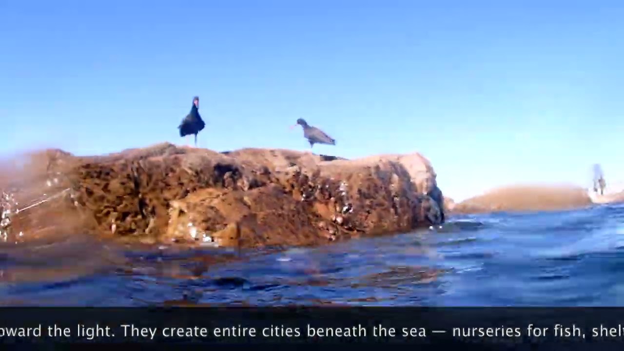 Kelp is not just seaweed. It is ecosystem. Oxygen maker. Wave breaker. Carbon keeper.