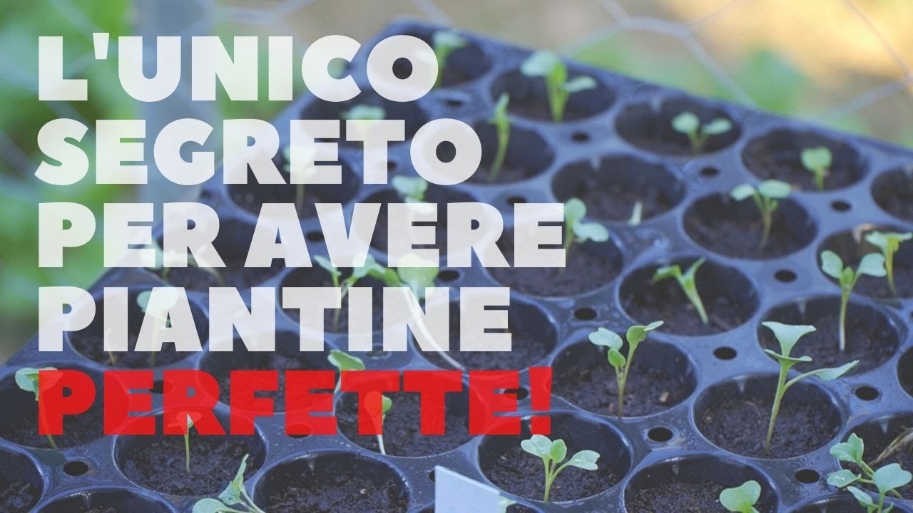 I MIEI SEGRETI PER PIANTINE DA ORTO FORTI E SANE!! 🌱
