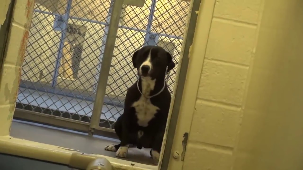 (VIRAL) Emotiva reacci&oacute;n de perro al ser adoptado