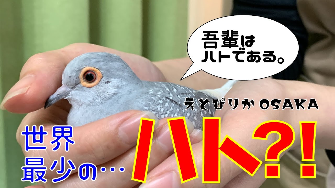 【えとぴりかOSAKA】世界最少のハトのご紹介！【ウスユキバト・Diamond dove】