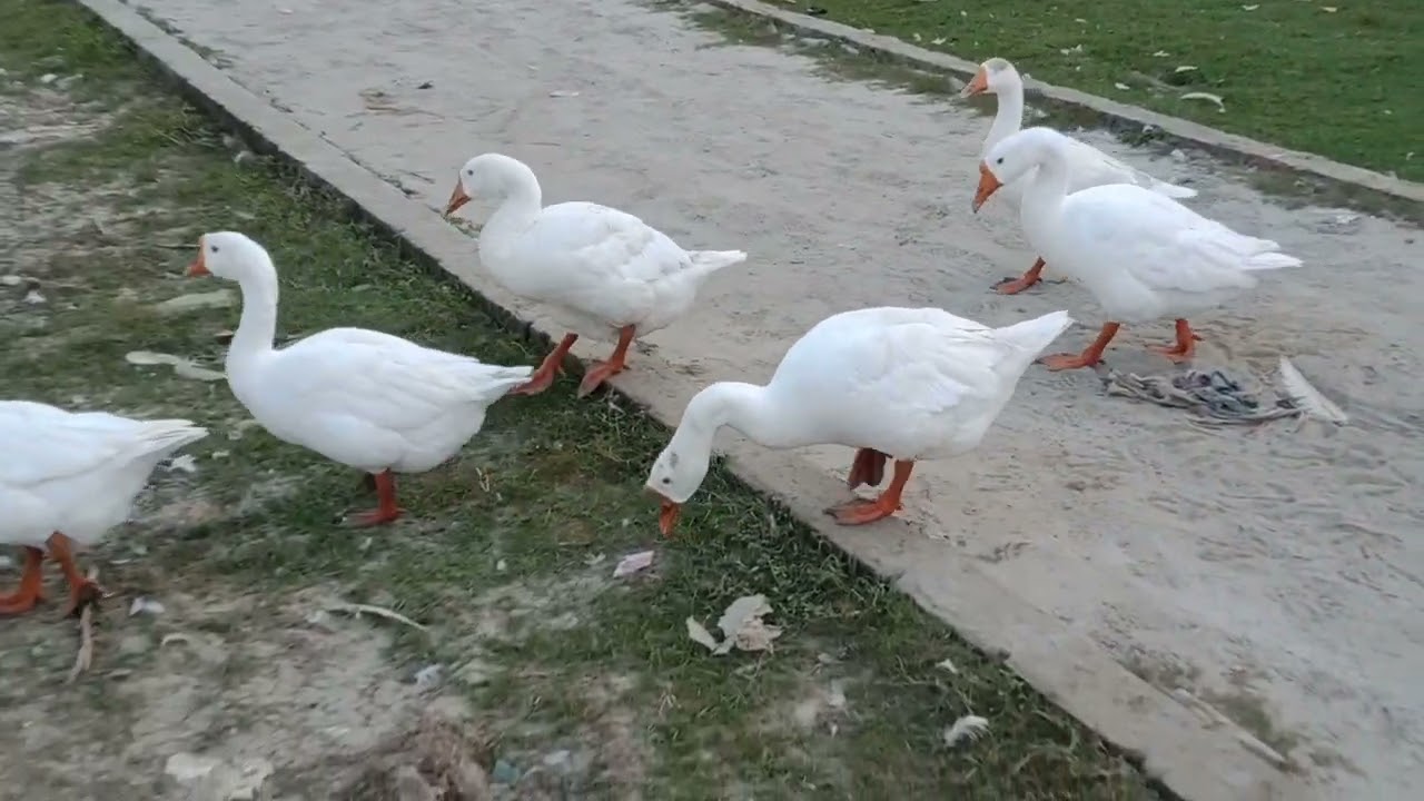 OMG 😳 my big size duck swimming 🥰💝। viral video 