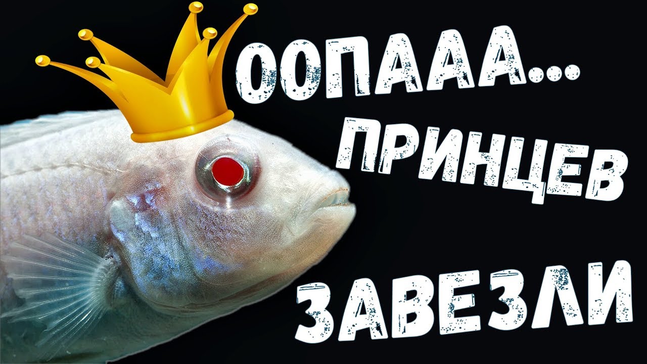 Новая рыба. Запускаем Pseudotropheus socolofi Albino / Белый принц / Псевдотрофеус Соколофа альбинос