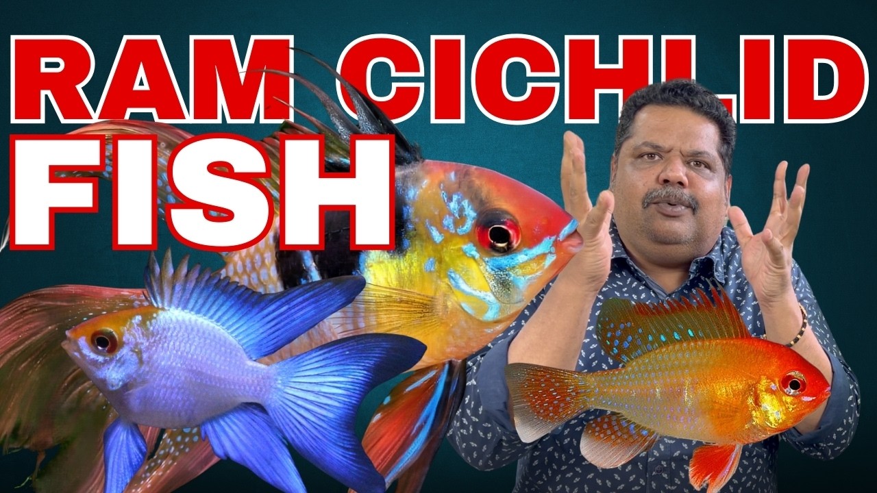 RAM Cichlid Care Made EASY With These 9 Simple Tips for Keeping Rams in an Aquarium!! Ft. Mayur Dev