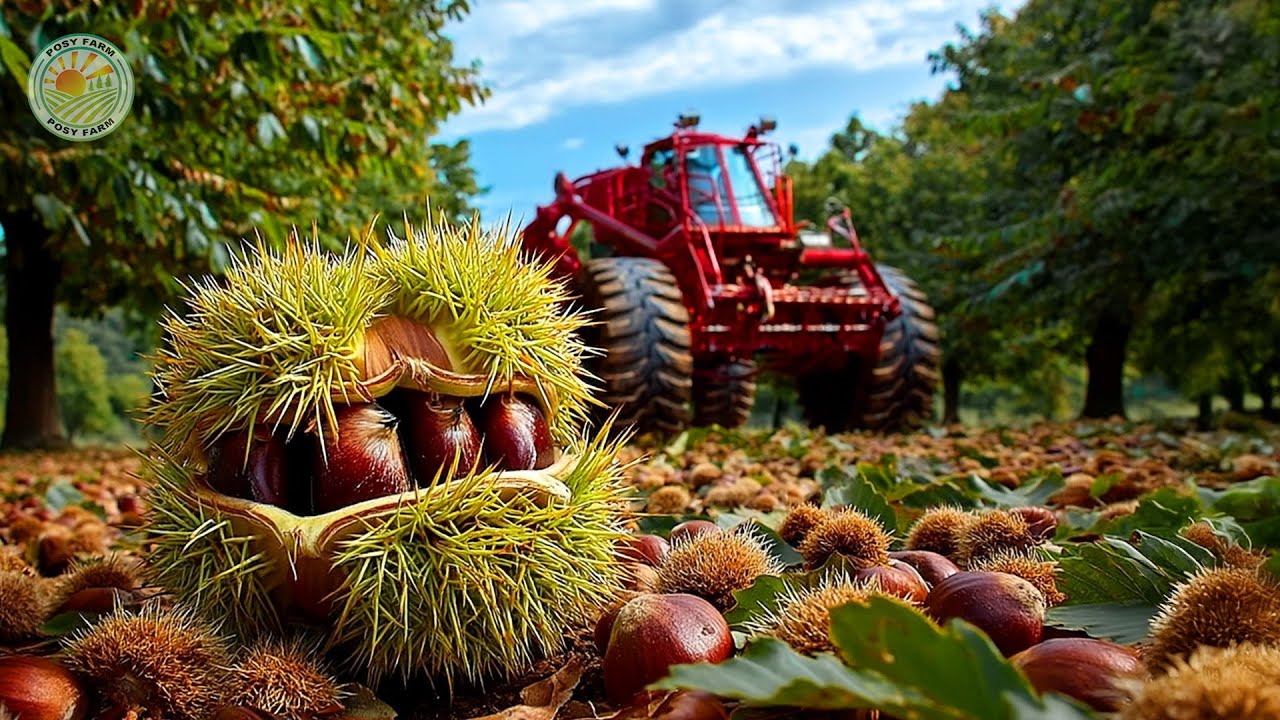 How Farmers Harvest Million Chestnuts By Machine - Chestnut processing factory