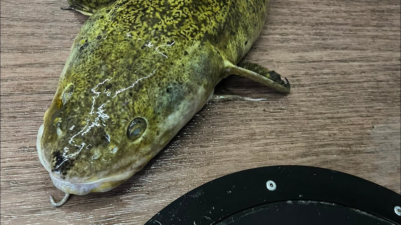 Ice fishing fail. Lost a Burbot at the hole. 