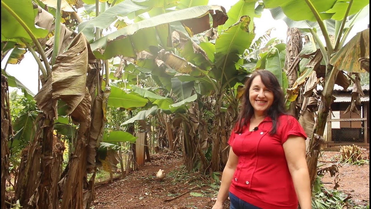 AS GALINHAS ESTÃO ACABANDO COM AS MINHAS BANANEIRAS