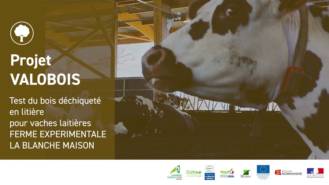 Valobois : références sur l'utilisation de bois déchiqueté en litière dans un système laitier 🪵