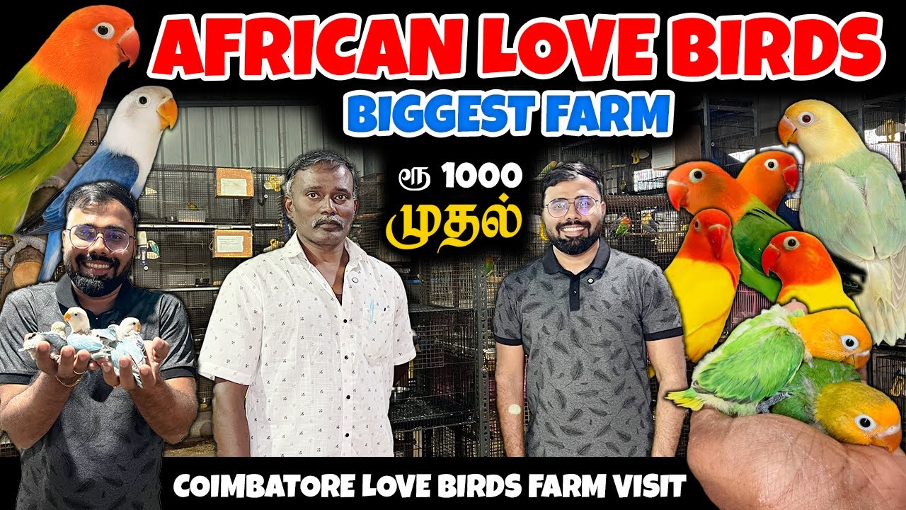 ரூ1000 முதல் BIGGEST African Love Birds Farm | Massive Collection | Rare Colours