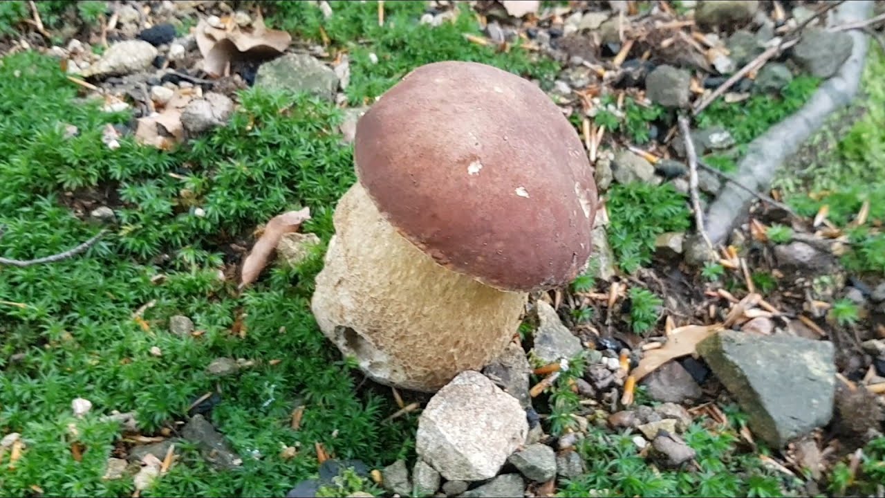 Funghi porcini 2019,  เห็ด , Steinpilze , Boletus , Mushrooms , гъби , 蘑菇