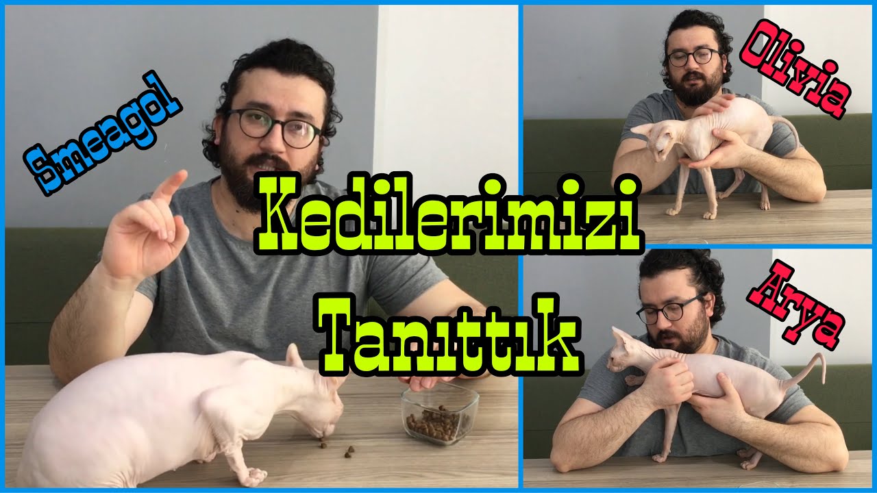 Sfenks Kedisi (Tüysüz Kedi) Kedilerimizi Tanıttık