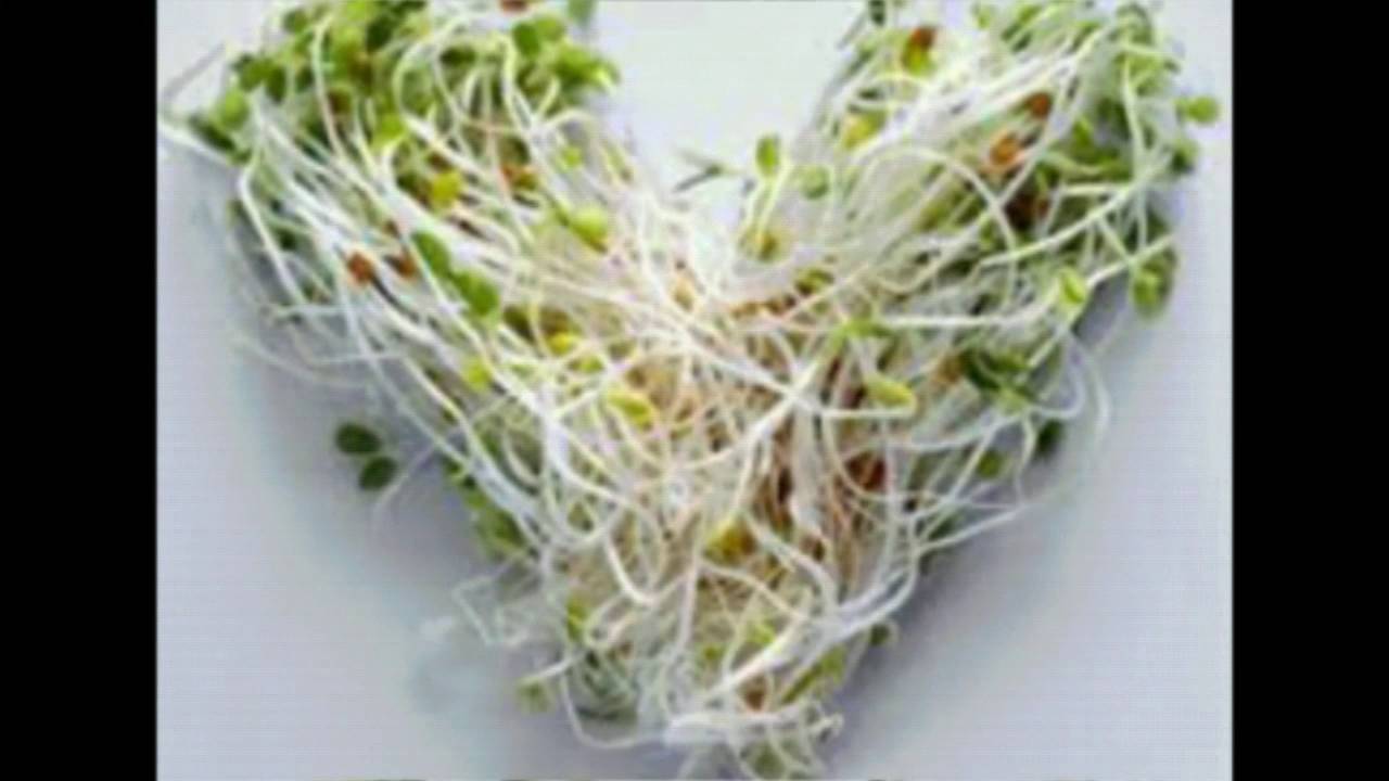 L'alimentation des perruches ondulée 💙
