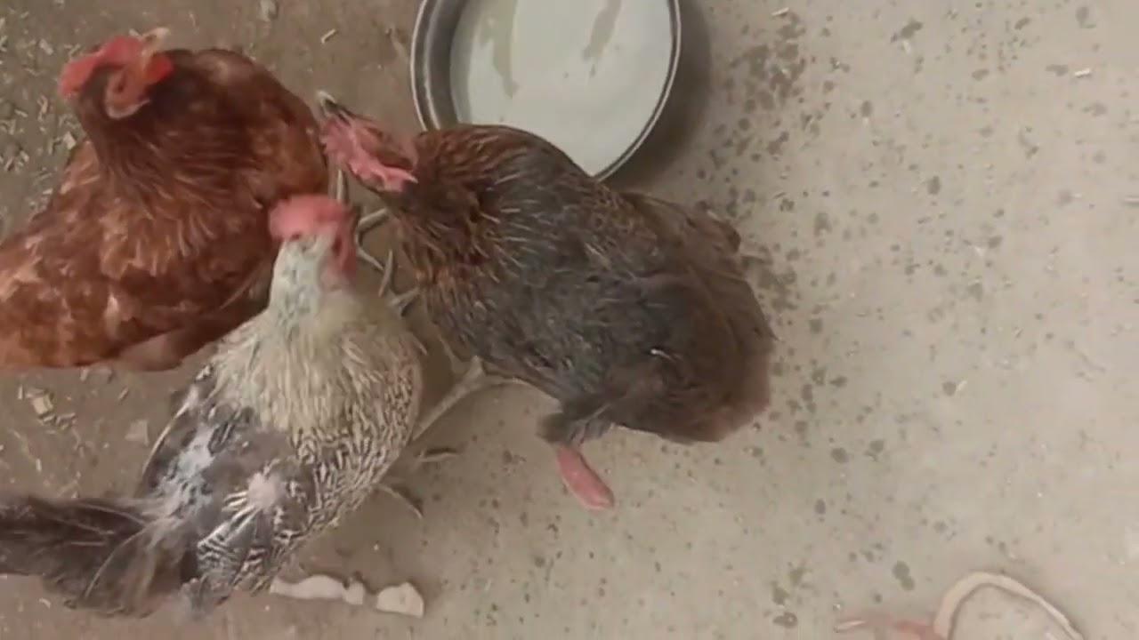 Chikens and Rabbits Enclosure