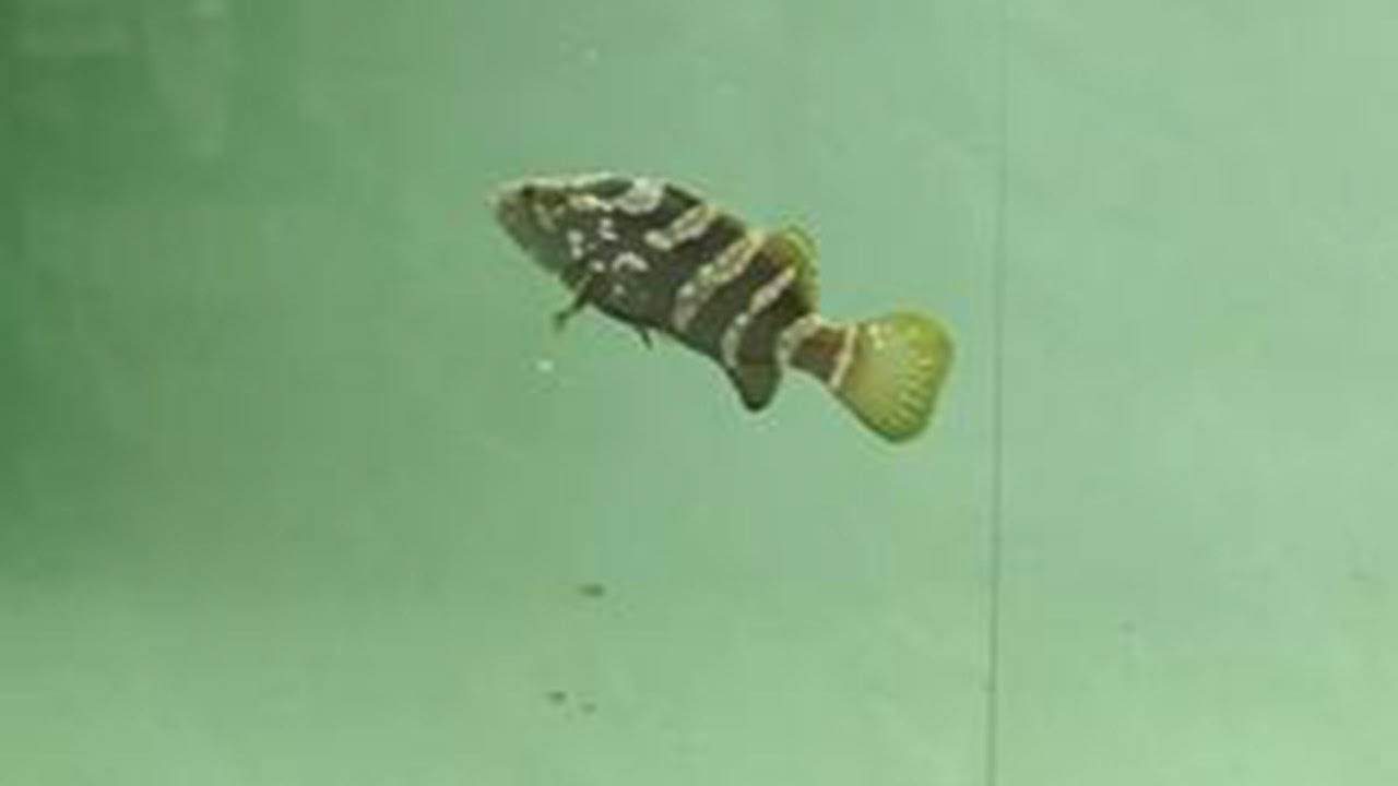 2.5米巨型海缸入新生物，入缸就被泰坦炮弹咬了，还能救活吗？ #养鱼日记 #猛鱼 #海水鱼 #海缸 #泰坦炮弹