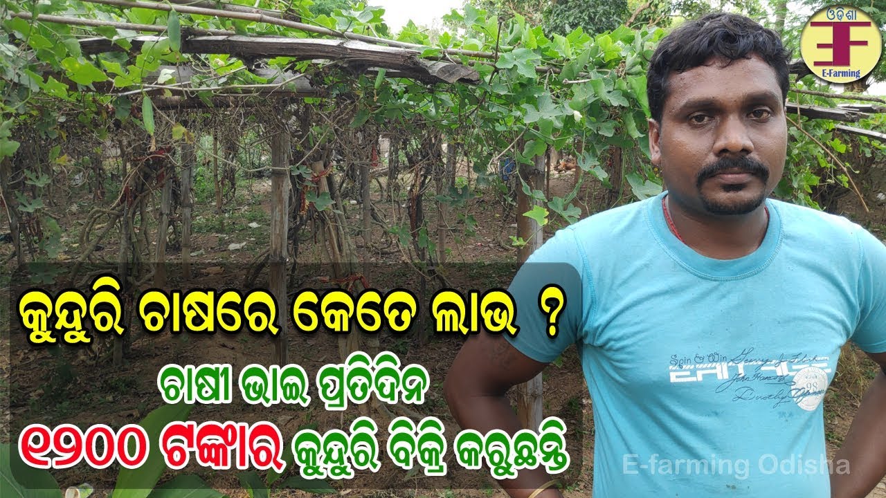 ଓଡ଼ିଶାରେ କୁନ୍ଦୁରି ଚାଷରେ କେତେ ଲାଭ, ଚାଷୀ ଭାଇ ପ୍ରତିଦିନ ୧୨୦୦ ଟଙ୍କା ରୋଜଗାର କରୁଛନ୍ତି (Ivy gourd farming).