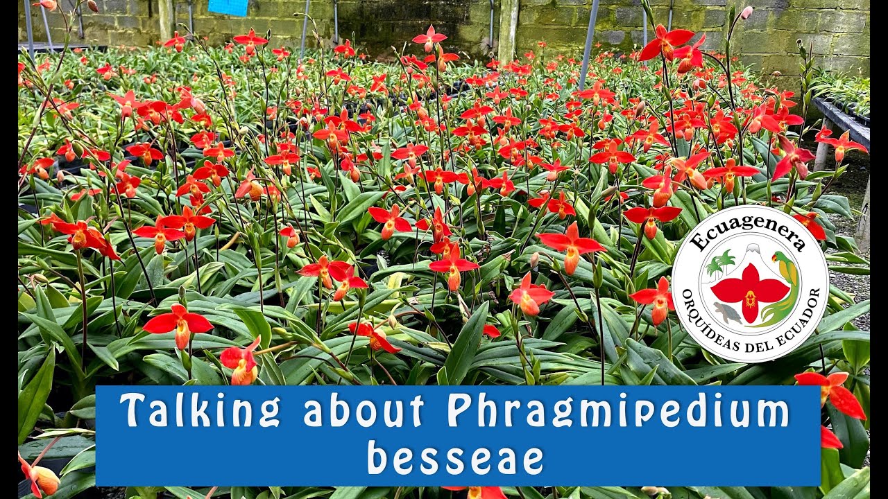 Talking about Phragmipedium besseae