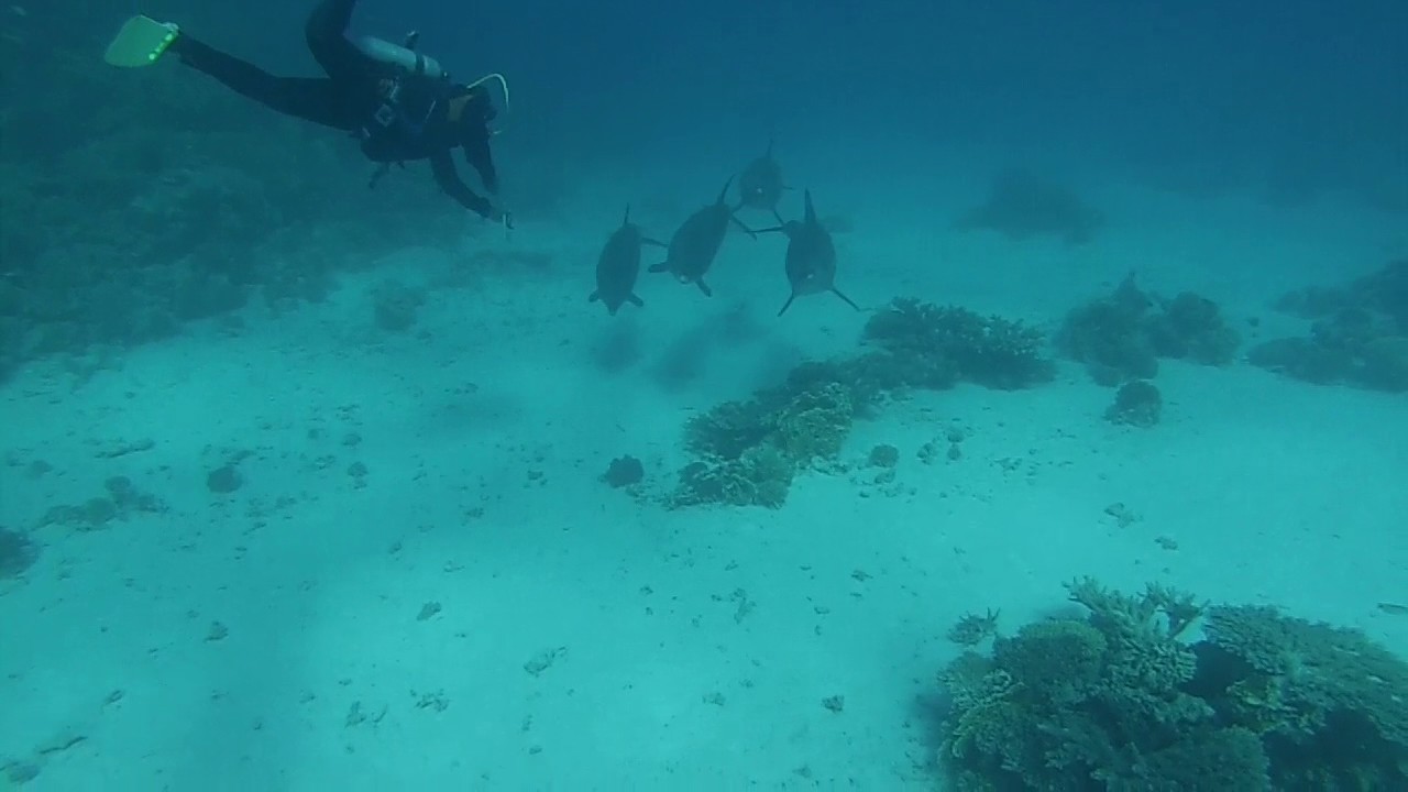 duiken met dolfijnen  el gouna.  easy  divers. Door  Frits gefilmd  met gopro 3