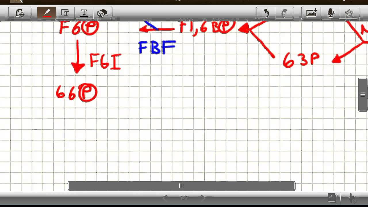 Gluconeogenesis a partir de lactato y alanina parte 2