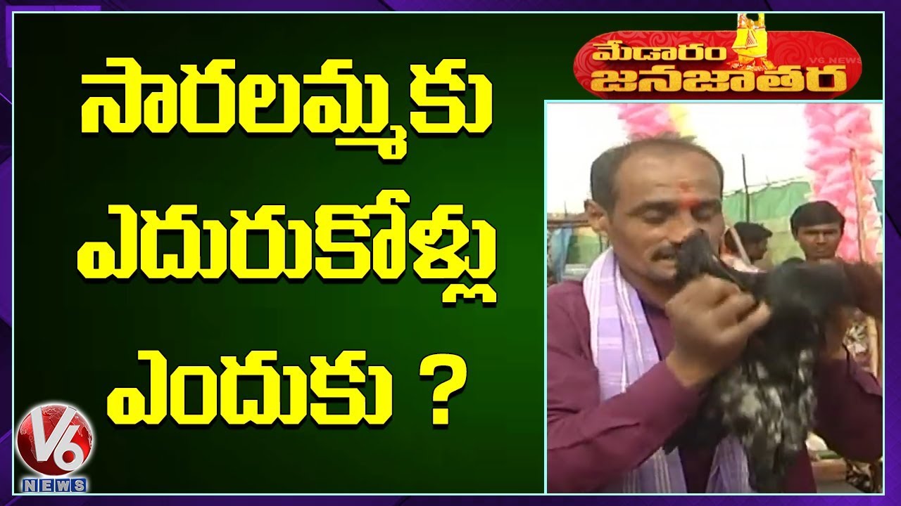 సారలమ్మకు ఎందుకు ఎదురుకోళ్లు ఇస్తారు ? |  Medaram Jatara | V6 Telugu News